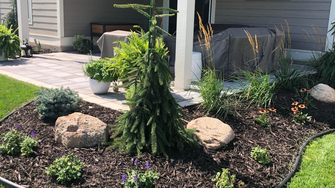 Lush garden with evergreen plant, rocks, and colorful flowers on a patio.